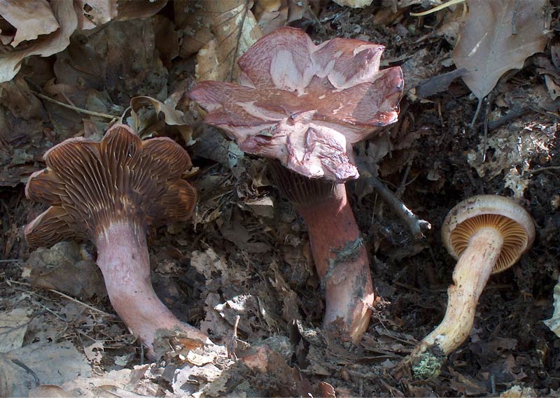 Chroogomphus sp.